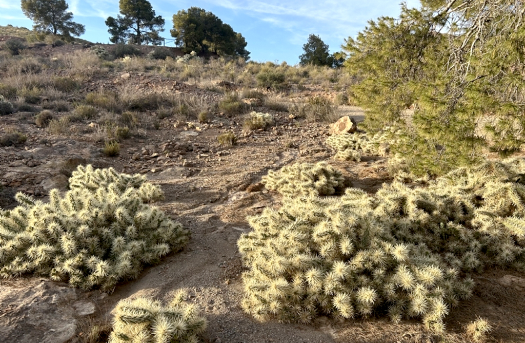 Medio Ambiente trabaja en limpiar la Acea del Hierro de una especie de flora invasora que afecta a 32 hectreas
